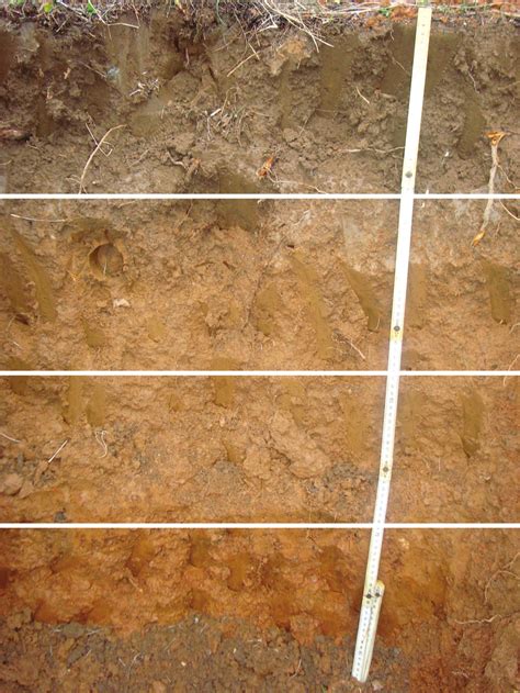 Layout Of Soil Horizons In The Soil Profile Download Scientific Diagram