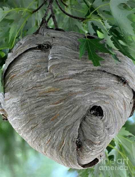 Paper Wasp Nest Vs Hornet Nest