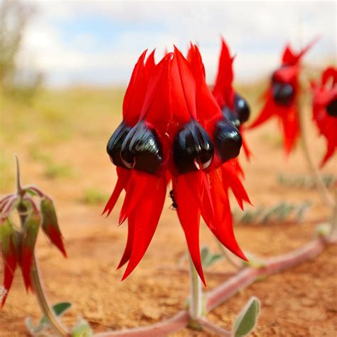 Aaimg Sml M Sturt S Desert Peas Near Roxby Downs Sou Flickr