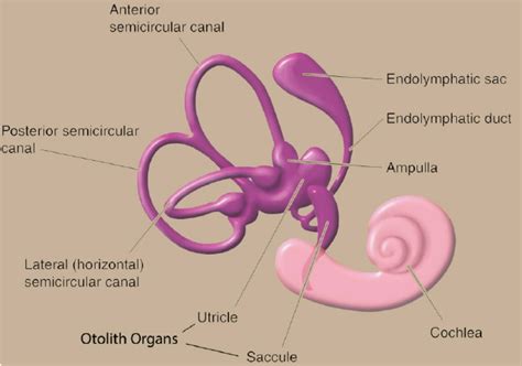 The vestibular system. | Download Scientific Diagram