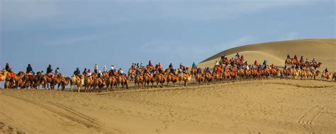 Cannundrums Bactrian Camel