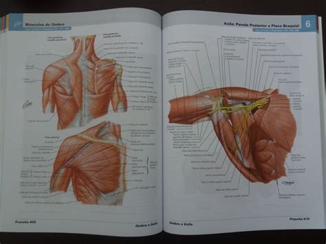 Netter Atlas De Anatomia Humana 6 Edição R 359 00 em Mercado Livre