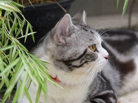 Plantas tóxicas para gatos