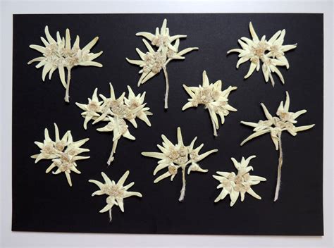 10 Large Edelweiss Flowers With And Without Stems Pressed Dried