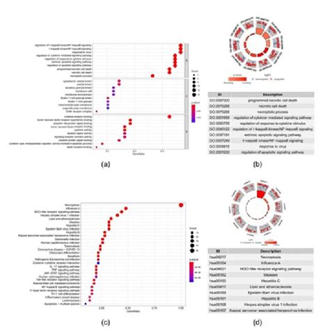 Gene Ontology Go And Kyoto Encyclopedia Of Genes Kegg Enrichment