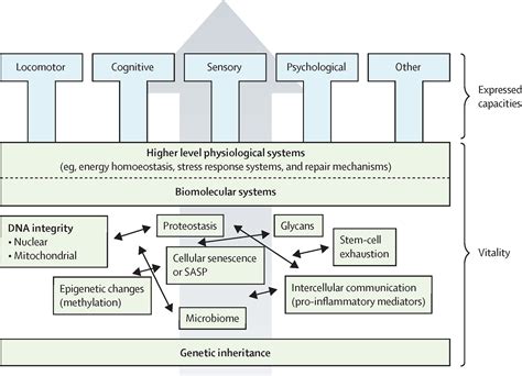 Who Working Definition Of Vitality Capacity For Healthy Longevity Monitoring The Lancet