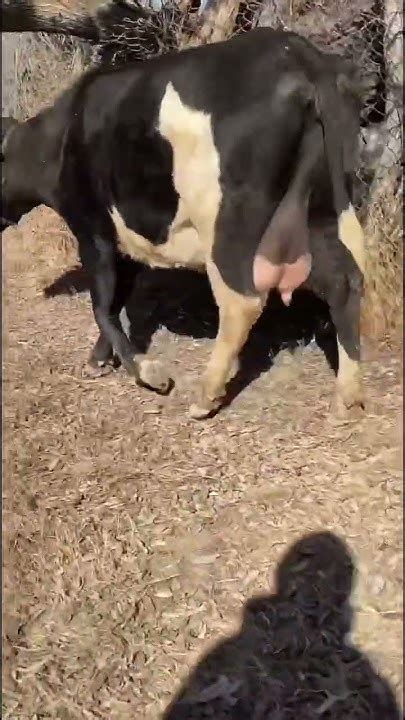 Сүтті сиыр 🐄 - YouTube