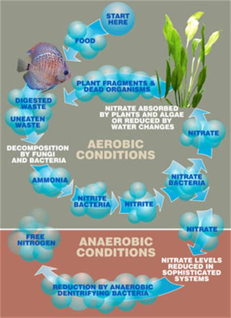 Aquarium Nitrogen Cycle Diagram