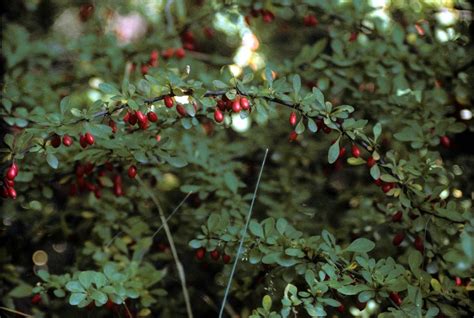 American Barberry (Berberis canadensis), native plant, edible flowers ...