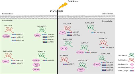 Schematic Representation Of Lncrnas And Their Targets Including Mirna