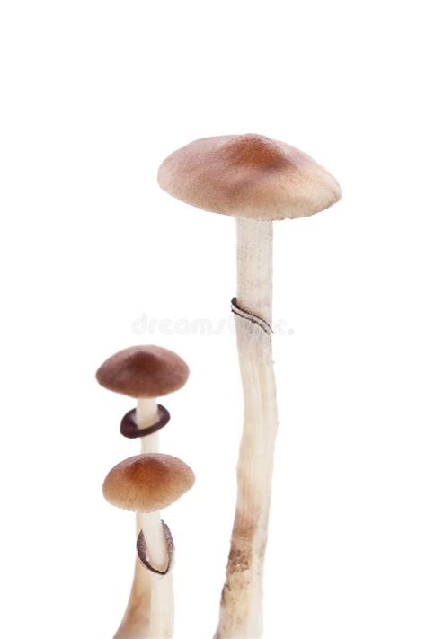 10197 Magic Mushrooms Stock Photos Free And Royalty Free Stock Photos