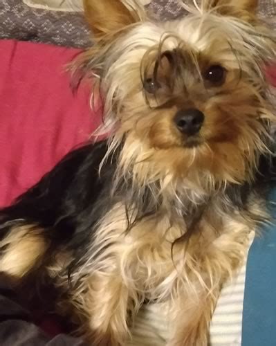 2021 Adoptions Rocky Mountain Yorkie Rescue