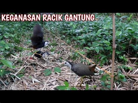 Video Keampuhan Jebakan Racik Gantung Mikat Burung Ruak Ruak Easy