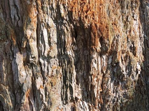 Wood Bark Texture Stock Image Image Of Wooden Texture 51793819