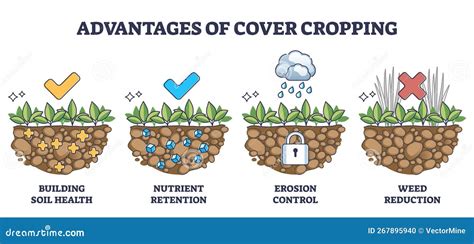 Cover Crops Cultivation Or Growing Advantages For Soil Health Outline