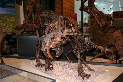 ROM smilodon | a.k.a. a saber-toothed tiger fossil | greyloch | Flickr