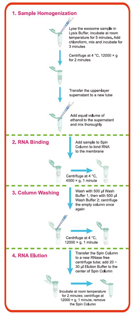 Exosome Rna Purification Kit Ezb Exo Rn1 Exosome Isolation And Detection Ezbioscience Ezb