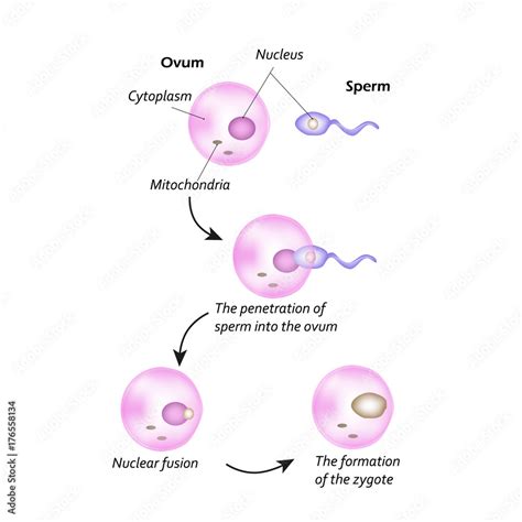 Spermatozoid Ovule Zygote