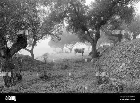 Landscape With Fog And Cow Stock Photo Alamy