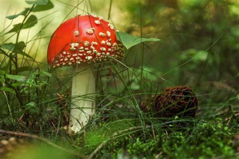 Hongo Rojo Joven Amanita Muscaria En El Musgo Y La Hierba Del Bosque