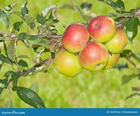 Seis Manzanas Del Enrojecimiento Foto De Archivo Imagen De Manzanas