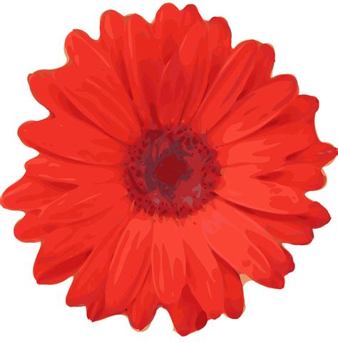 Download Daisy, Flower, Red. Royalty-Free Vector Graphic - Pixabay