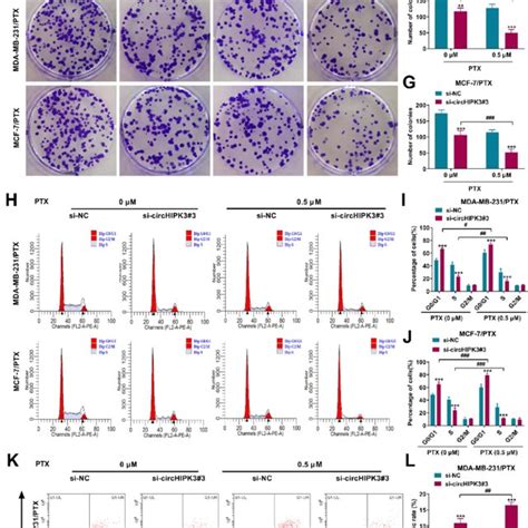 Circhipk3 Silencing Inhibited The Malignant Cell Behaviors And Enhanced