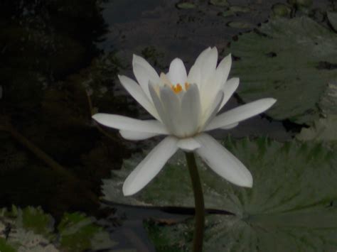 Plants found in Singapore: Nymphaea alba