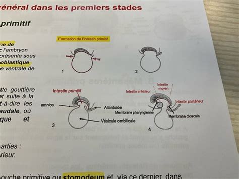 Embryologie Du Tube Digestif Cartes Quizlet