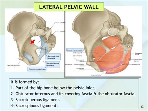 Ppt Anatomy Of The Pelvis Powerpoint Presentation Id