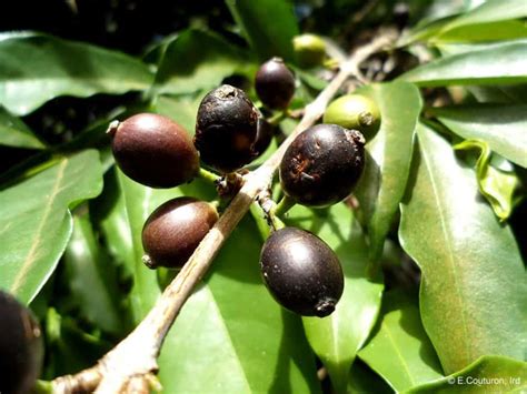 What Is The Rare Coffea Stenophylla Craft Coffee Guru