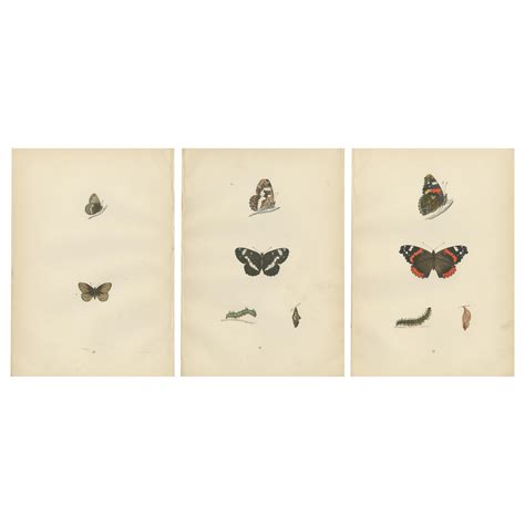 Metamorphosis in Motion: A Study of Butterfly Lifecycles, 1890 For Sale