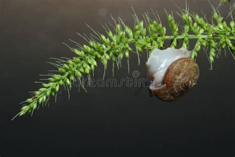 Snail Stock Image Image Of Nature Crawling Food Antenna 46323415