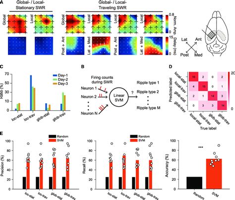 Spatiotemporal Patterns Of SWRs Decoded By CA1 Local Circuit Activity