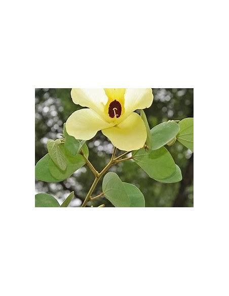 St Thomas Yellow Orchid Tree Bahuinia Tomentosa 1 Sapling For Sale In