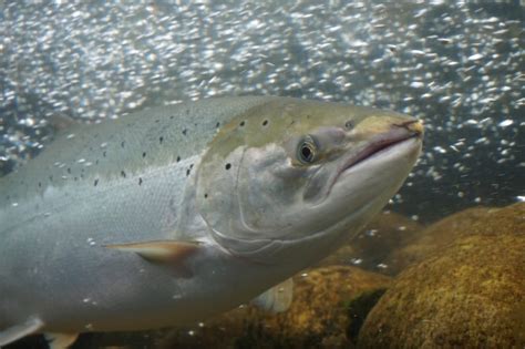 Salmon Watch Ireland Irelands Atlantic Salmon Salmon Watch Ireland