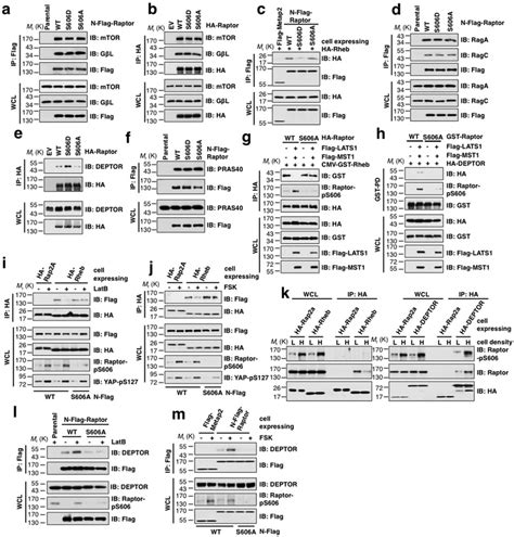 LATS Suppresses MTORC1 Activity To Directly Coordinate Hippo And MTORC1