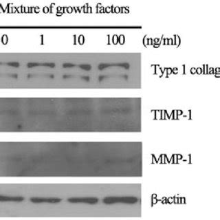 Increased expression of type I collagen in human skin fibroblasts... | Download Scientific Diagram