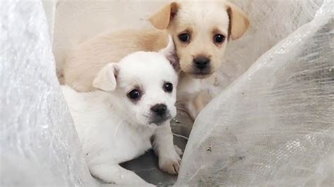 2 Golden Retriever Puppies Were Packed In A Bag Early In The Morning