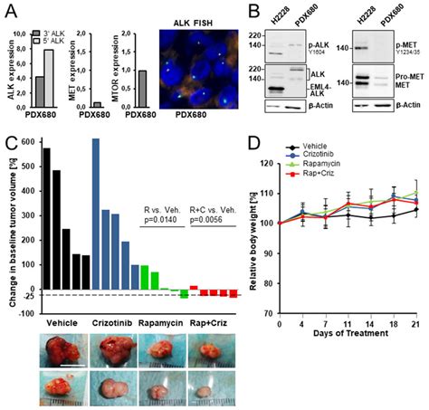 Preclinical Efficacy Of Rapamycin Crizotinib And Combined Treatment In