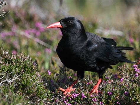 Chough Bird Facts (Pyrrhocorax pyrrhocorax) | Bird Fact