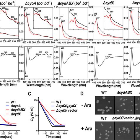 Uv Vis Spectrophotometry Of Cytoplasmic Membranes From S Typhimurium