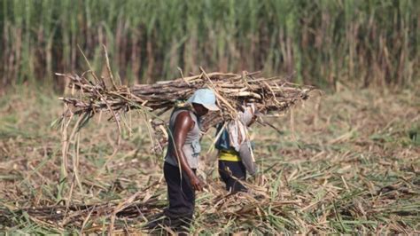 Indonesia Needs To Quadruple Sugar Output By 2030 For Self Sufficiency