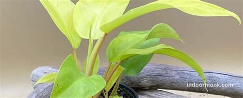 Philodendron Golden Goddess Ultimate Care Guide Indoor Monk