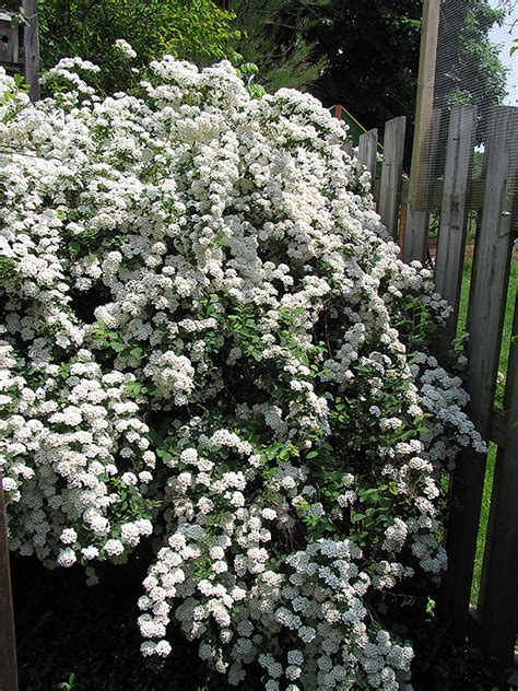 Bridalwreath Spirea Spiraea X Vanhouttei In Milwaukee Brookfield