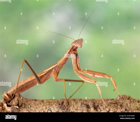 Praying Mantis Tenodera Aridifolia Sinensis Chinese Praying Mantis