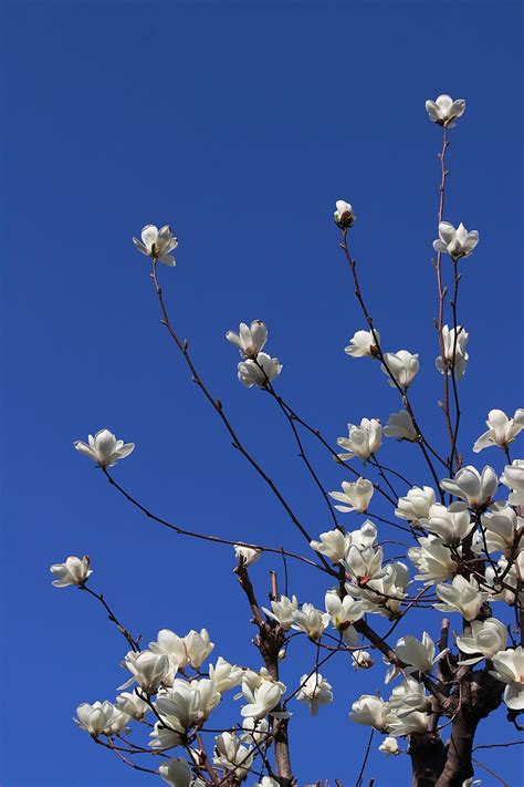 Magnolia Flores Naturaleza Foto Gratis En Pixabay Pixabay