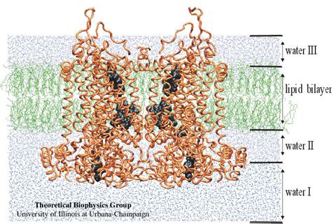 Cytochrome Bc1 Complex