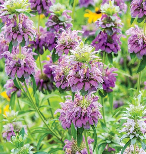 Lemon Bergamot Seeds West Coast Seeds
