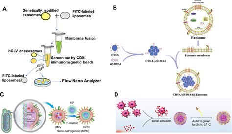 Example Of Fusion Of Membrane Nanostructures With Synthetic Materials